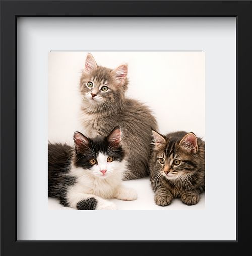 Pet Portraits