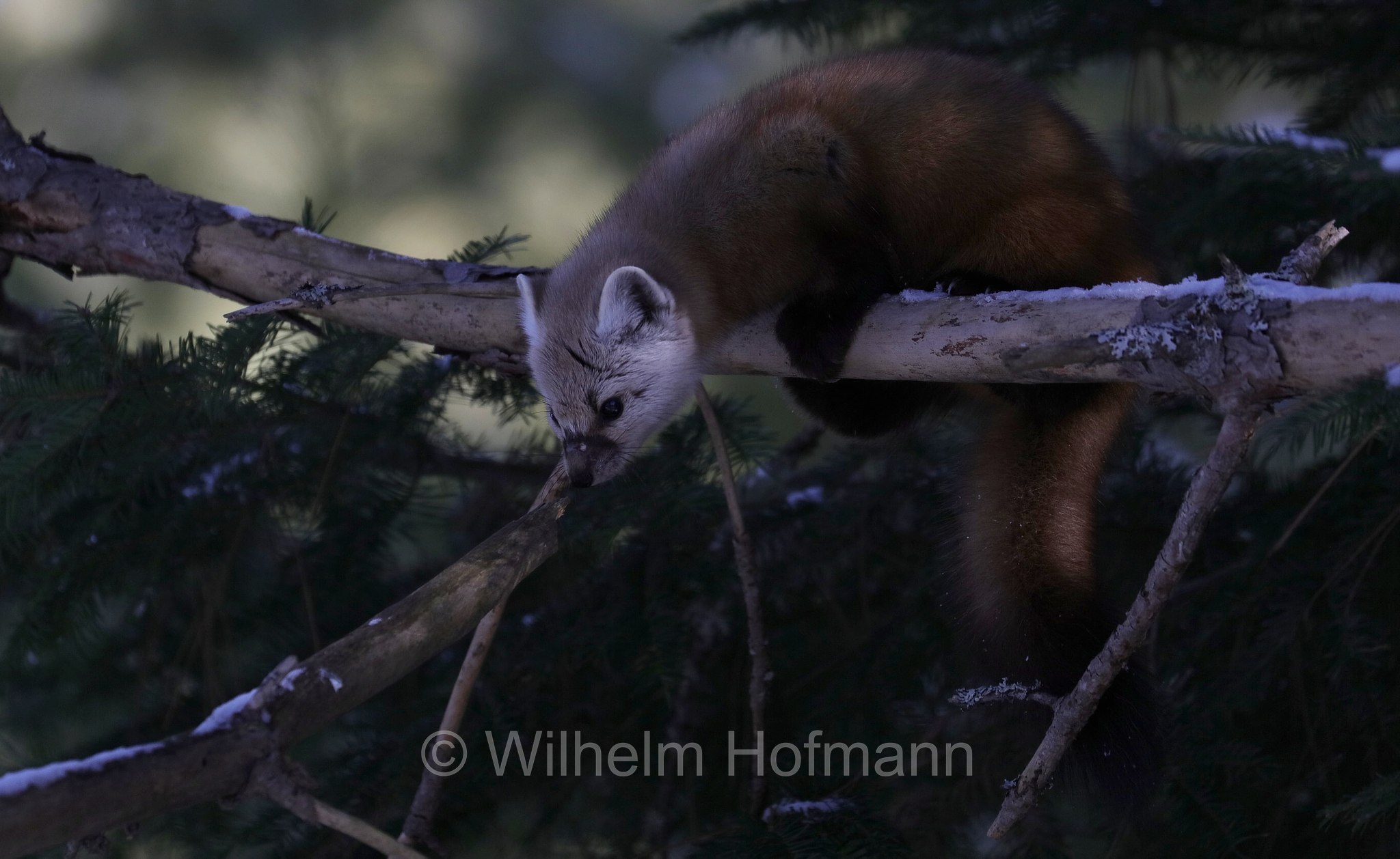 Martes americana, American marten, American pine marten, pine marten, Fichtenmarder, martora americana, Mew Lake Campground, Algonquin Provincial Park, Parco provinciale di Algonquin, Ontario, Canada, Kanada