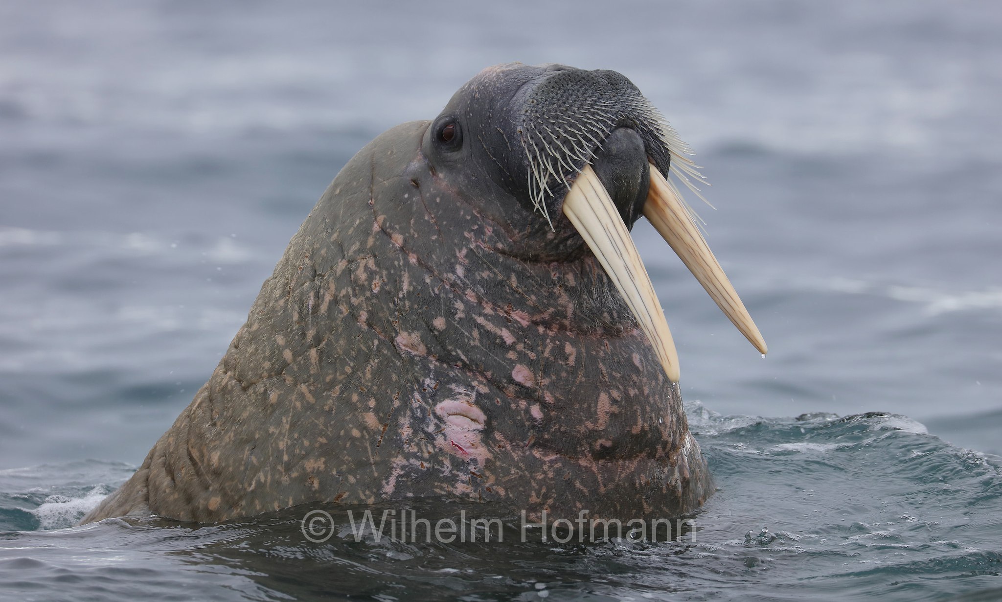 Odobenus rosmarus rosmarus, Atlantic walrus, Atlantisches Walross, tricheco dell'Atlantico, Forlandet National Park, Forlandet-Nationalpark, parco nazionale Forlandet, Prins Karls Forland, Prinz-Karl-Vorland, Svalbard, Spitzbergen, Norway, Norwegen, Norvegia