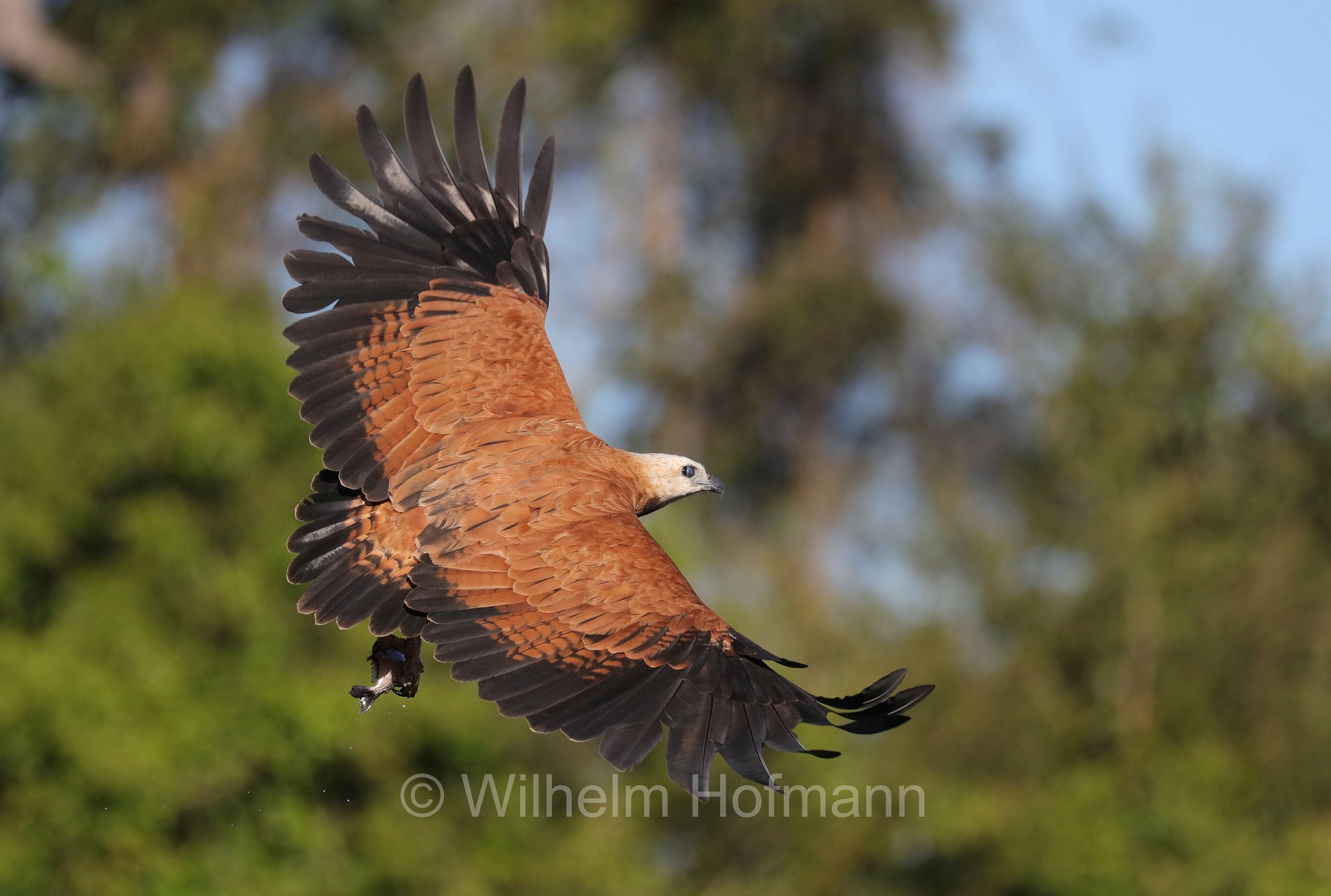 black-collared hawk, Fischbussard, poiana dal collare, Busarellus nigricollis, Pantanal, Mato Grosso, Brazil, Brasil, Brasile, Brasilien, Rio Sararé