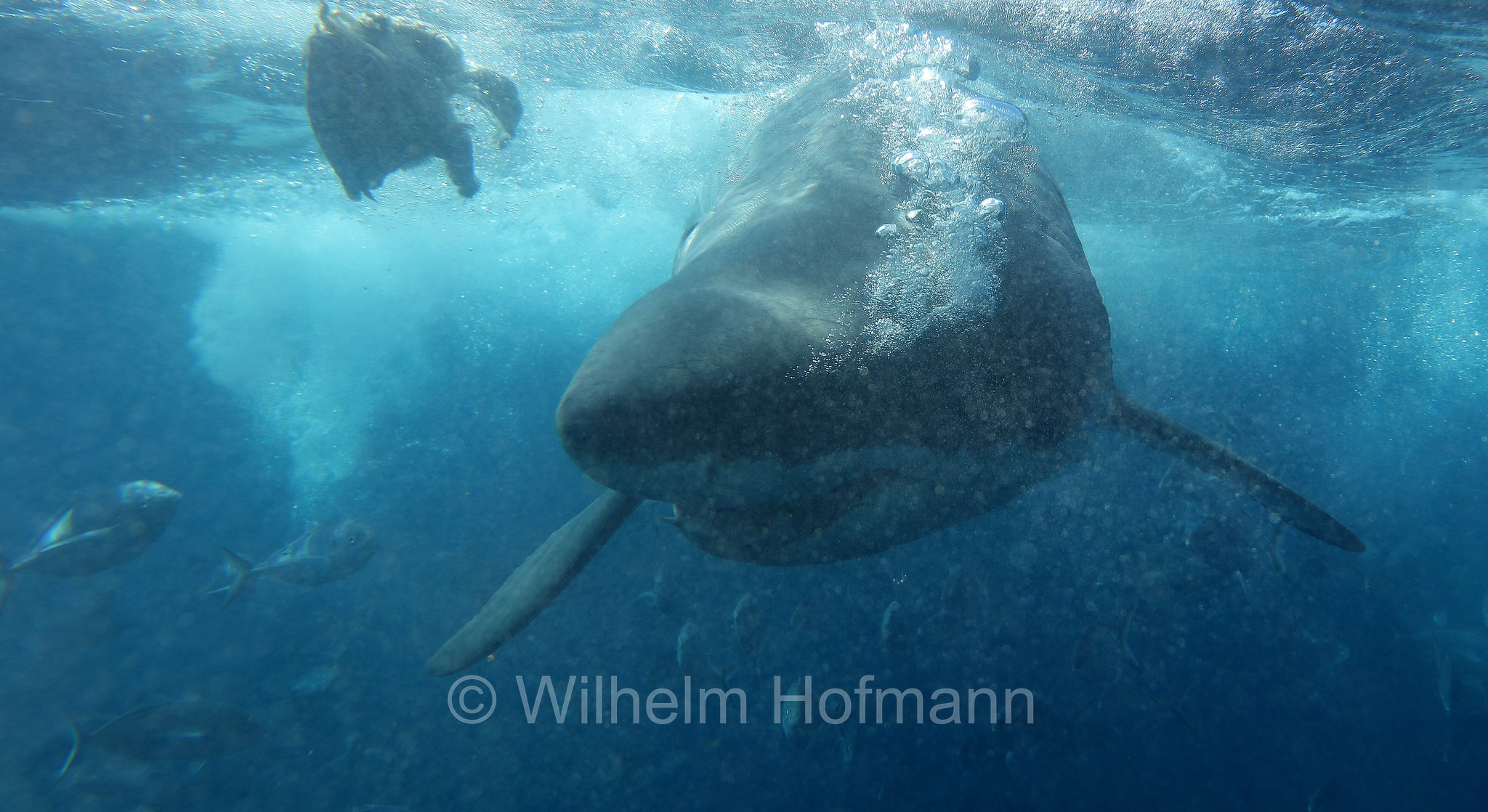 great white shark, great white, white shark, white pointer, Weißer Hai, Weißhai, Menschenhai, grande squalo bianco, carcarodonte, squalo bianco, Carcharodon carcharias, Neptune Islands, South Australia, Südaustralien, Australia Meridionale, Australia, Australien