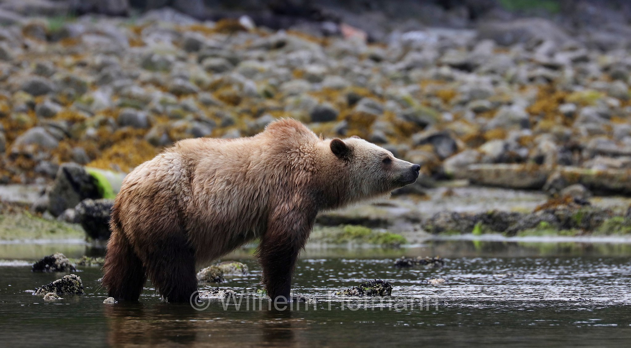Ursus arctos horribilis, grizzly bear, grizzly, North American brown bear, Grizzlybär, Graubär, orso grizzly, grizzly, orso grigio, Knight Inlet, Glendale Cove, British Columbia, Columbia Britannica, Canada, Kanada