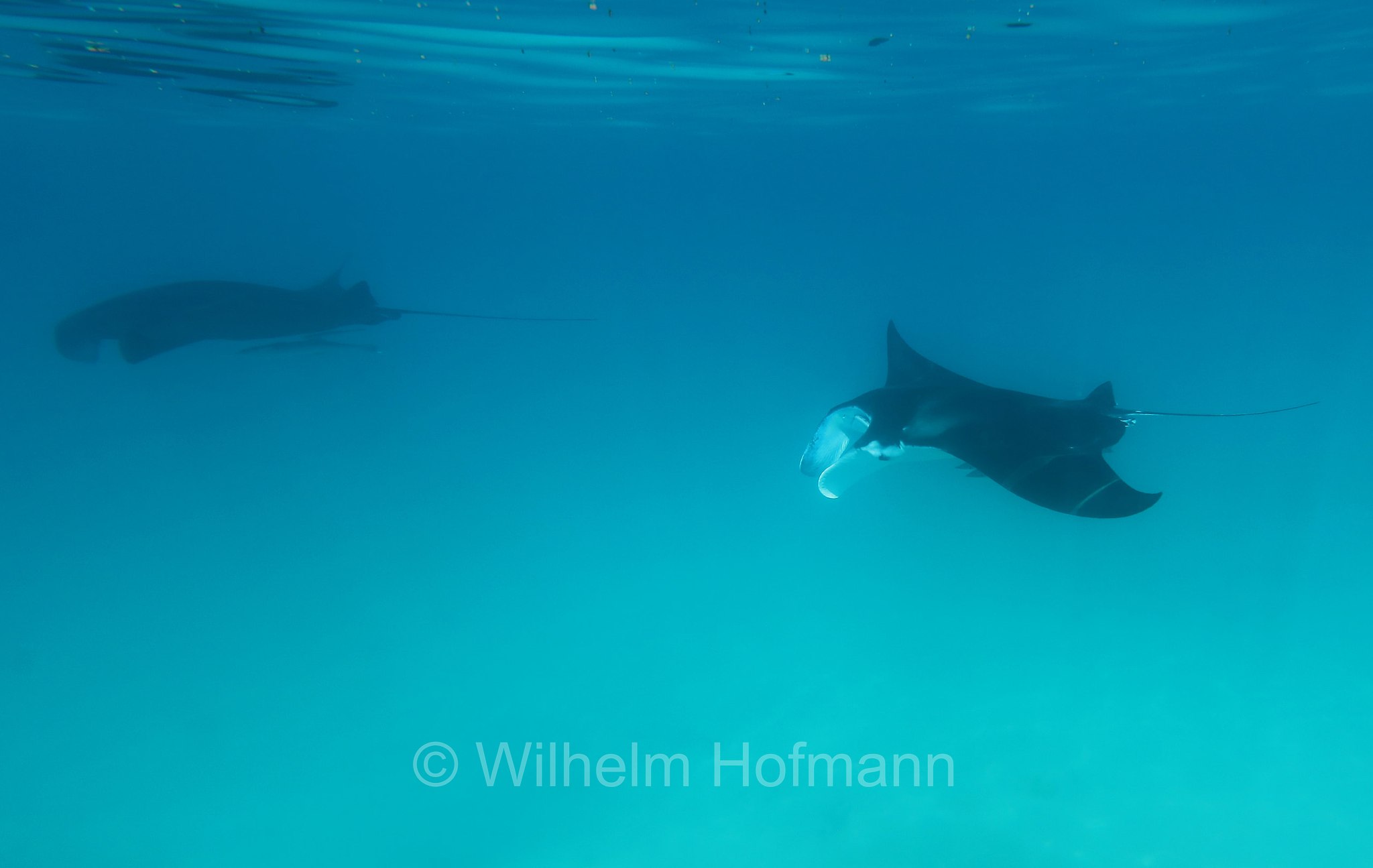 reef manta ray, Riffmanta, manta della barriera corallina, Mobula alfredi, Manta alfredi, Ningaloo Coast, Ningaloo Marine Park, Ningaloo Commonwealth Marine Reserve, Costa di Ningaloo, Western Australia, Westaustralien, Australia Occidentale, Australia, Australien