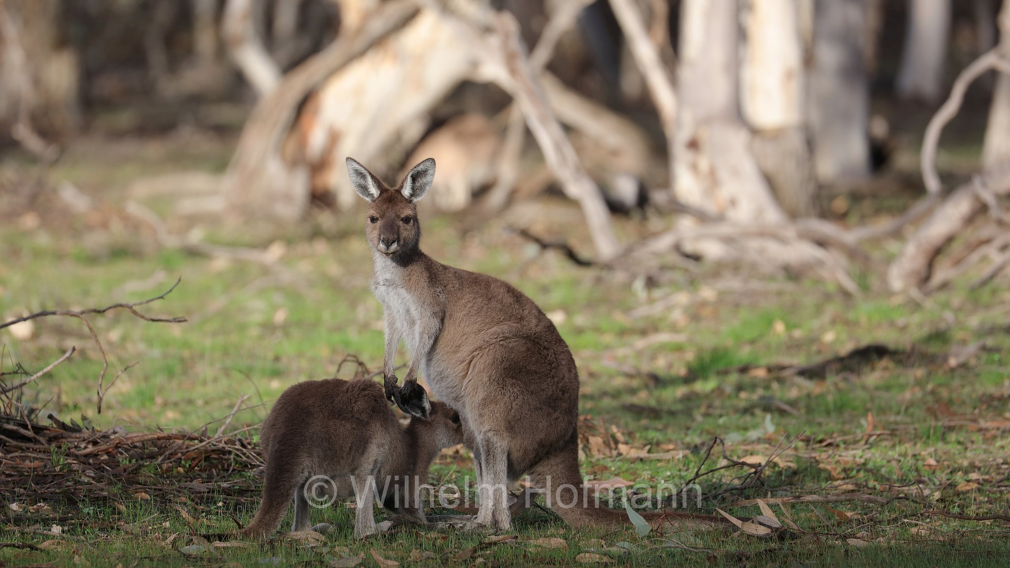 Macropus fuliginosus, western grey kangaroo, western grey giant kangaroo, black-faced kangaroo, mallee kangaroo, sooty kangaroo, Westliches Graues Riesenkänguru, canguro grigio occidentale, Dryandra Woodland National Park, Dryandra Woodland, Dryandra, Western Australia, Westaustralien, Australia Occidentale, Australia, Australien