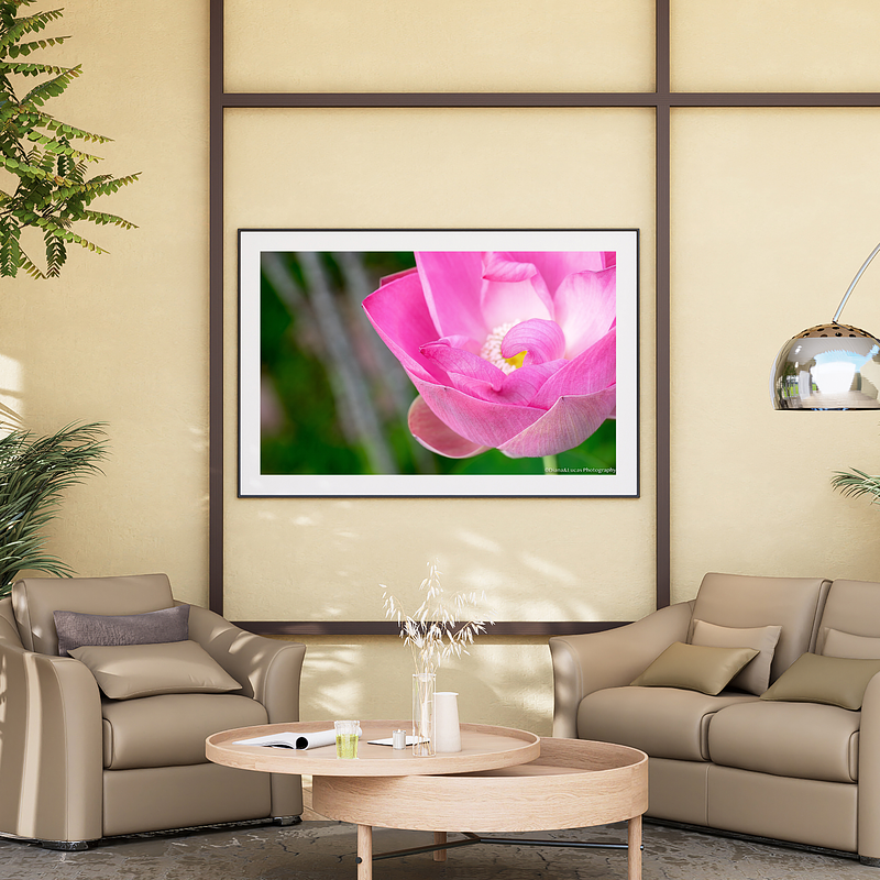 THE ONE - WILDLIFE & NATURE - "Pink Lotus" - LIMITED EDITION 5 of 5