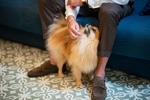 "sposo si prepara e carezza il cane volpino"