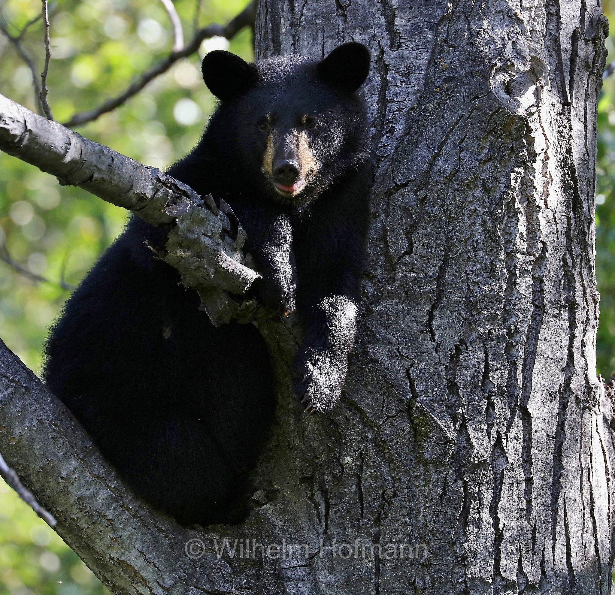 Ursus americanus, American black bear, black bear, Amerikanischer Schwarzbär, Baribal, orso nero, baribal, Eklutna Lake, Lago Eklutna, Chugach State Park, Parco statale di Chugach, Alaska, USA