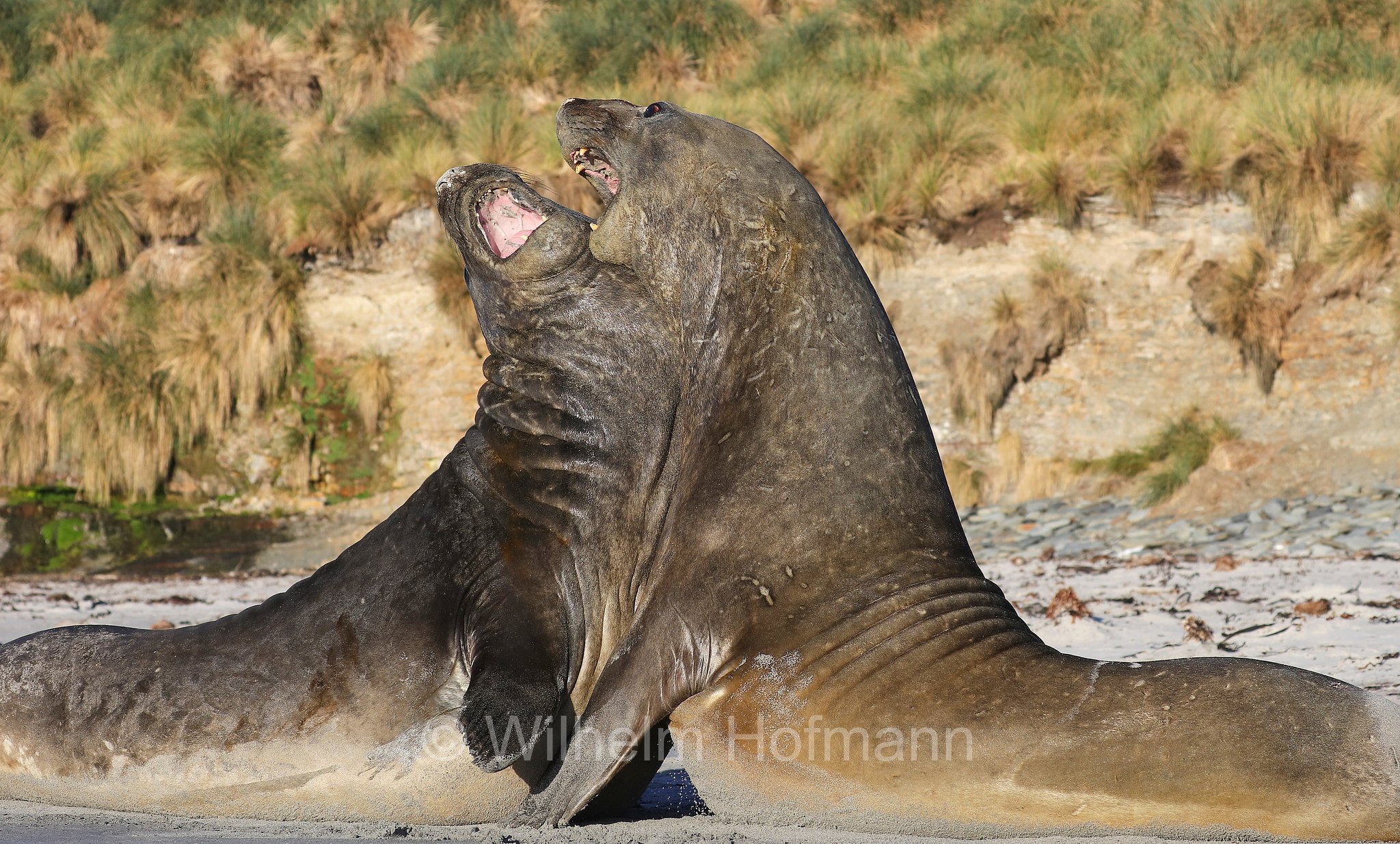 southern elephant seal, Südlicher See-Elefant, elefante marino meridionale, Mirounga leonina, Sealion Island, Sea Lion Island, Isla de los Leones Marinos, Falkland Islands, Falklandinseln, Isole Falkland