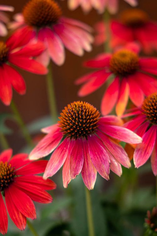 Flowers and Plants
