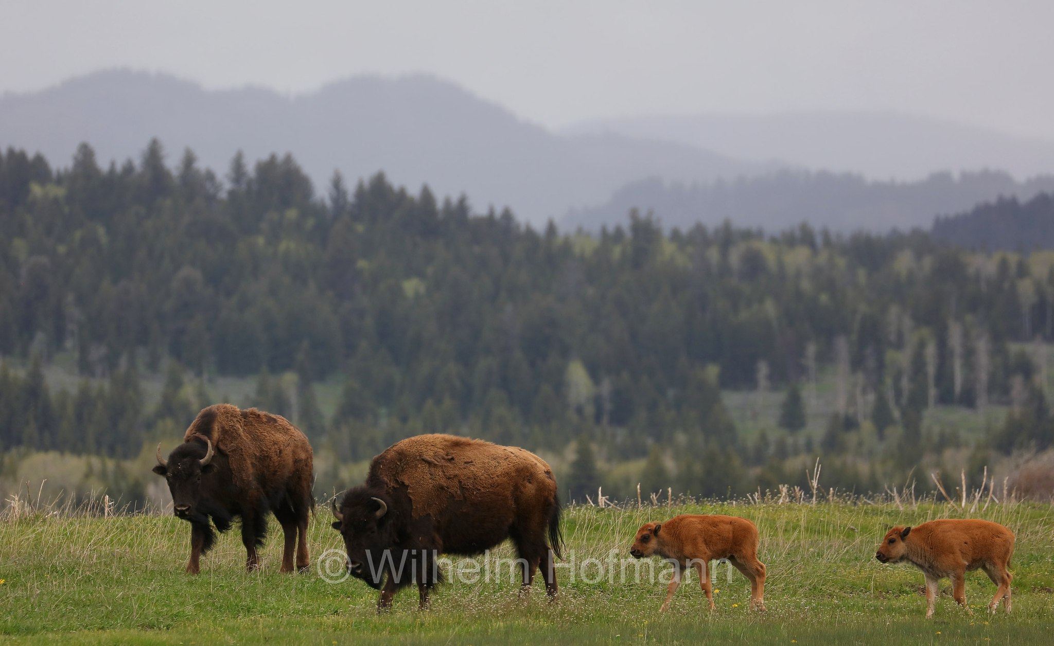 Plains bison, Präriebison, bisonte delle pianure, Bison bison bison, Elk Ranch Flats, Grand Teton National Park, Grand-Teton-Nationalpark, parco nazionale del Grand Teton, Wyoming, USA