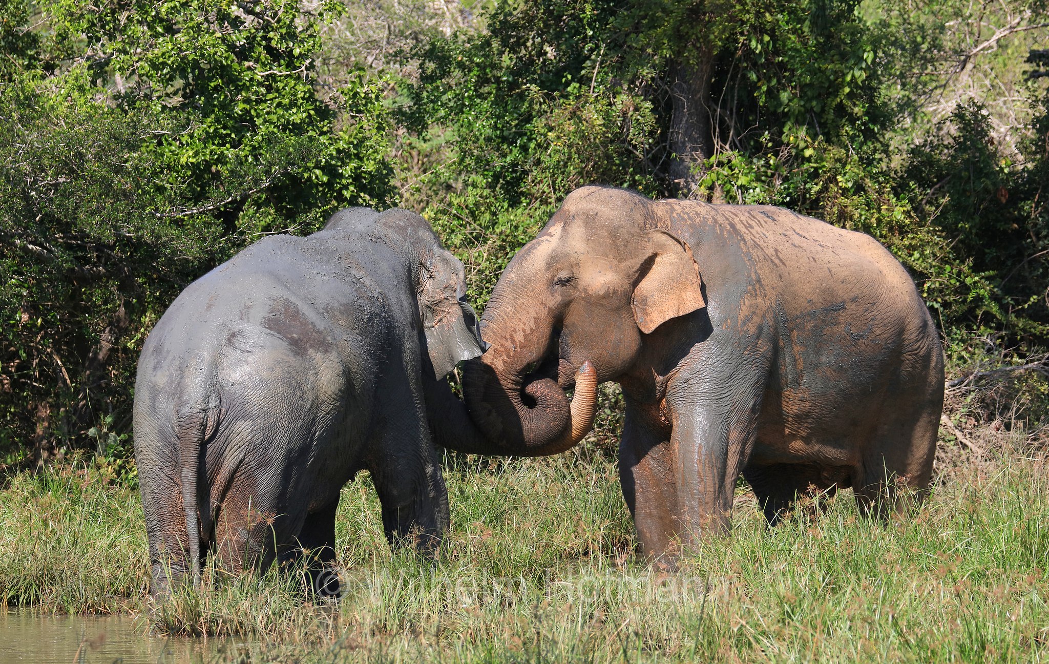 Sri Lankan elephant, Sri-Lanka-Elefant, Ceylon-Elefant, elefante dello Sri Lanka, Elephas maximus maximus, Sri Lanka, Bundala National Park, Bundala Nationalpark, Parco nazionale Bundala