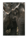 COLLECTION - GIANTS OF THE LAND VERTICAL - "That Color" - LIMITED EDITION 10 of 10