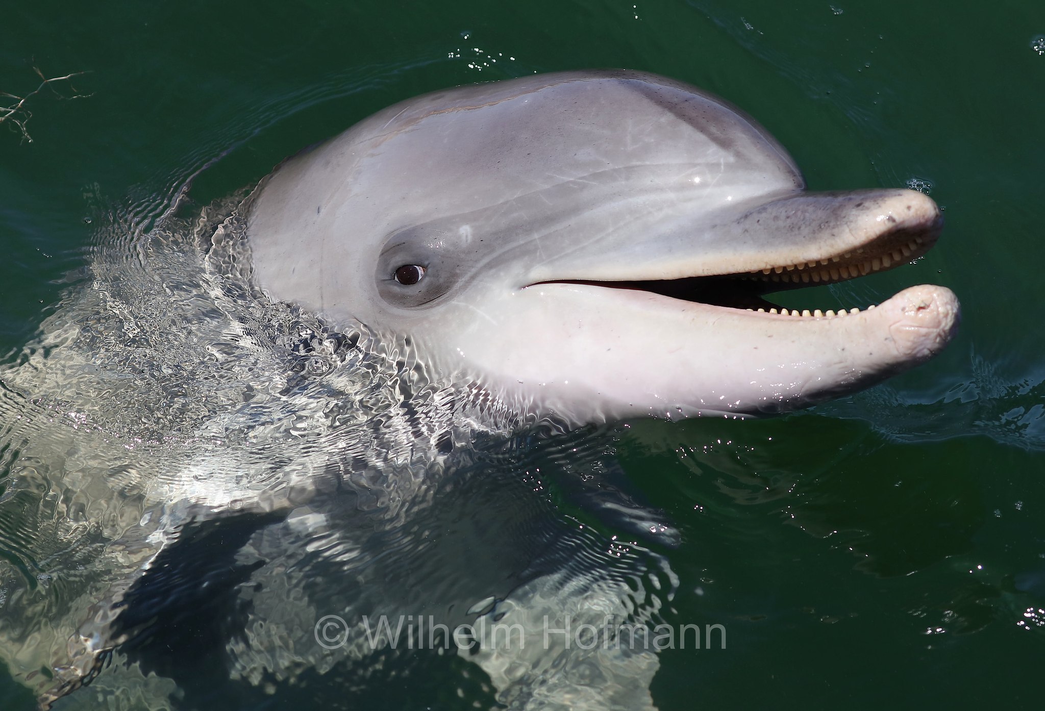 common bottlenose dolphin, Atlantic bottlenose dolphin, Großer Tümmler, Gewöhnlicher Großer Tümmler, tursìope comune, Tursiops truncatus, Whyalla Marina, Eyre Peninsula, Eyre-Halbinsel, Penisola di Eyre, South Australia, Südaustralien, Australia Meridionale, Australia, Australien