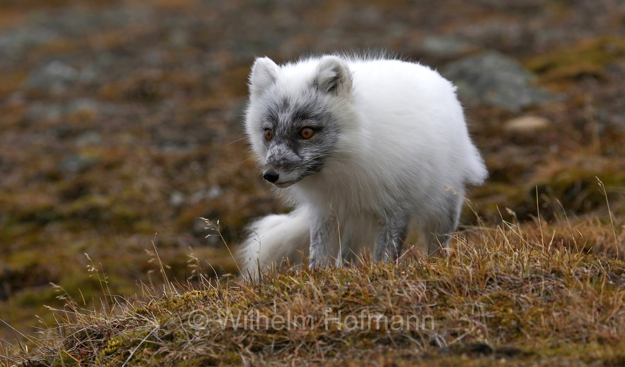 Vulpes lagopus, Alopex lagopus, Arctic fox, white fox, polar fox, snow fox, Polarfuchs, Schneefuchs, Eisfuchs, volpe artica, Björndalen Valley, Svalbard, Spitzbergen, Norway, Norwegen, Norvegia