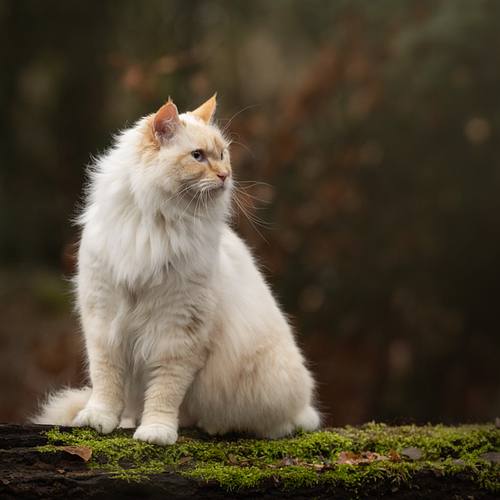 Een fotoshoot voor jouw huisdier