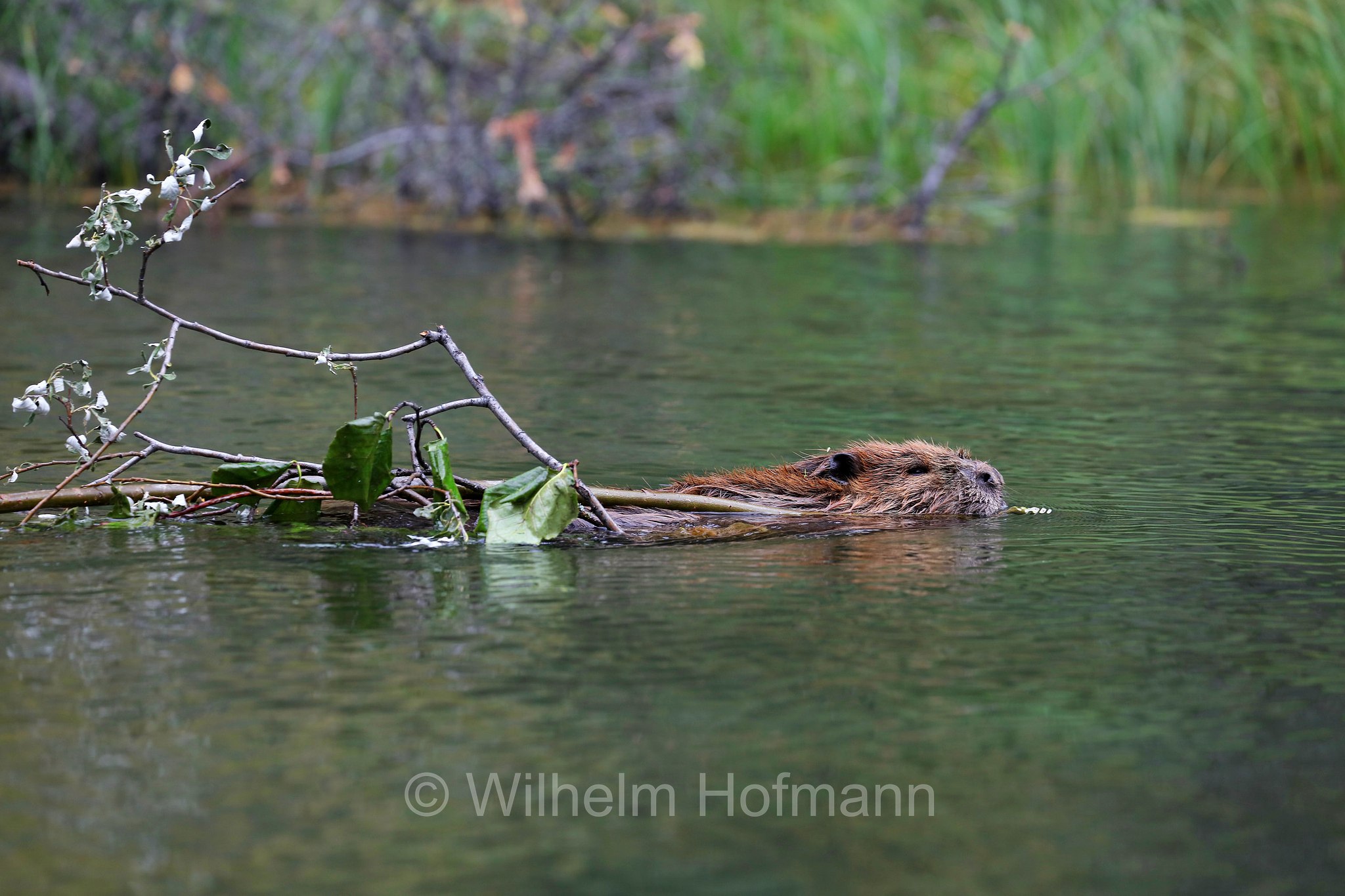 Castor canadensis, North American Beaver, American beaver, Canadian beaver, Kanadische Biber, Amerikanische Biber, castoro americano, Horseshoe Lake, Denali National Park, Denali National Park and Preserve, Denali-Nationalpark, Parco nazionale del Denali, Alaska, USA