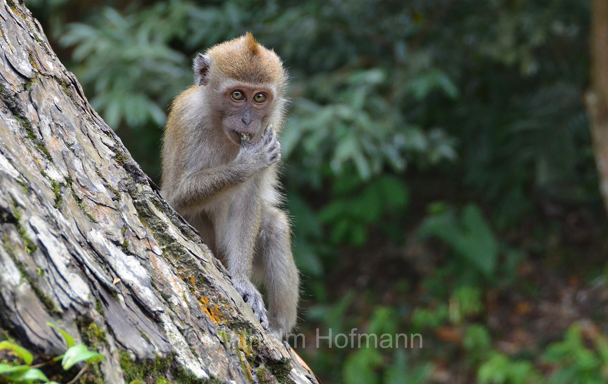 crab-eating macaque, long-tailed macaque, cynomolgus monkey, Javaneraffe, Langschwanzmakak, Krabbenesser, macaco cinomolgo, macaco cancrivoro, macaco mangiagranchi, macaco di Buffon, macaco di Giava, Macaca fascicularis, MacRitchie Reservoir Park, Singapore, Singapur