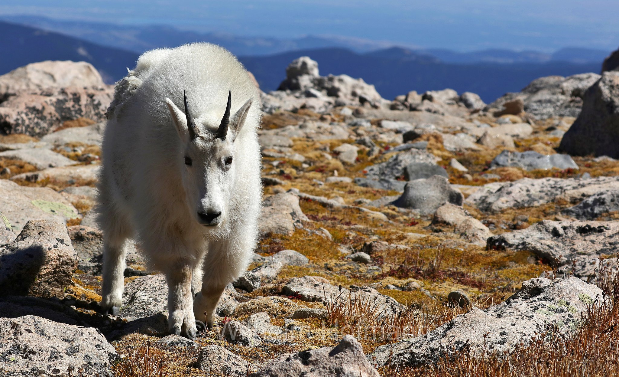 Oreamnos americanus, mountain goat, Rocky Mountain goat, Schneeziege, Bergziege, capra delle nevi, aplocero, Mount Blue Sky, Colorado, USA