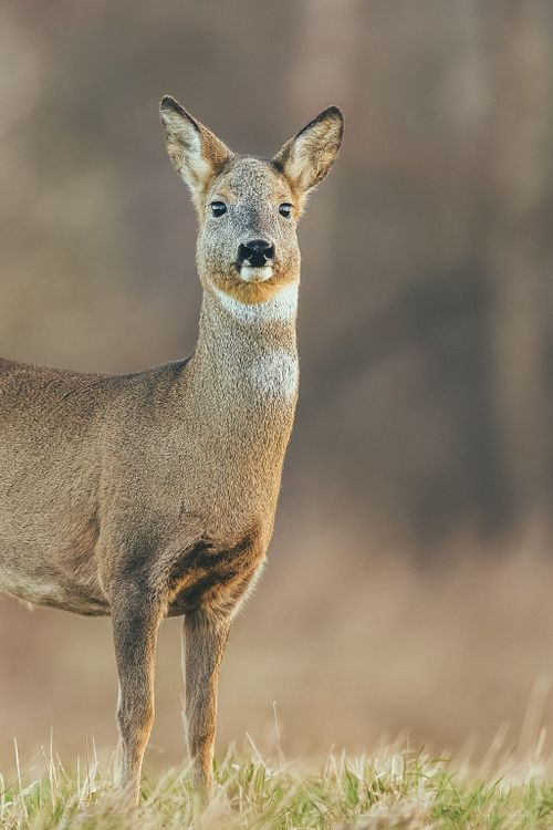 Wildtiere