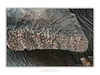 COLLECTION - GIANTS OF THE LAND HORIZONTAL - "Dotted" - LIMITED EDITION 10 of 10