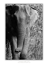 THE ONE - WILDLIFE & NATURE - "All the Way Up" - LIMITED EDITION 5 of 5