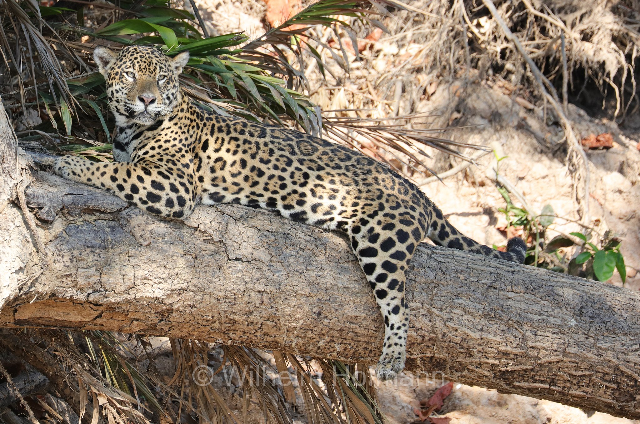 Jaguar, ﻿giaguaro, Panthera onca, Parque Estadual Encontro das Águas, Pantanal, Mato Grosso, Brazil, Brasil, Brasile, Brasilien