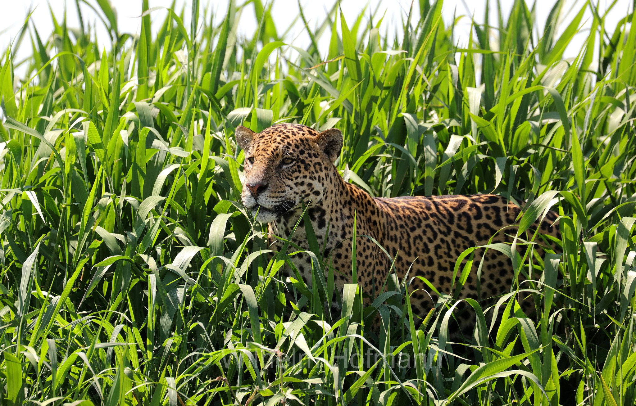 Jaguar, ﻿giaguaro, Panthera onca, Parque Estadual Encontro das Águas, Pantanal, Mato Grosso, Brazil, Brasil, Brasile, Brasilien
