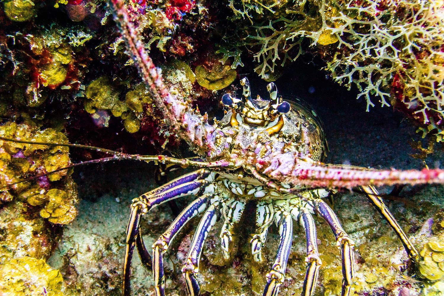USVI.Photos