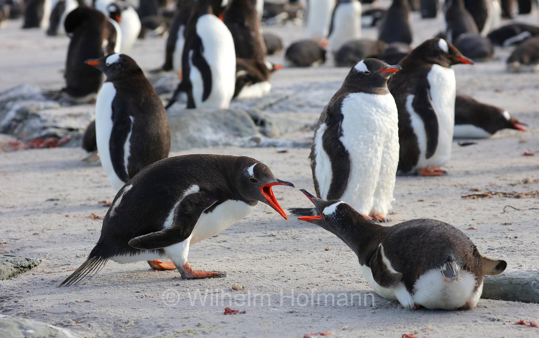 gentoo penguin, Eselspinguin, Rotschnabelpinguin, pigoscelide comune, pinguino Papua, Pygoscelis papua, Bleaker Island, Isla María, Falkland Islands, Falklandinseln, Isole Falkland