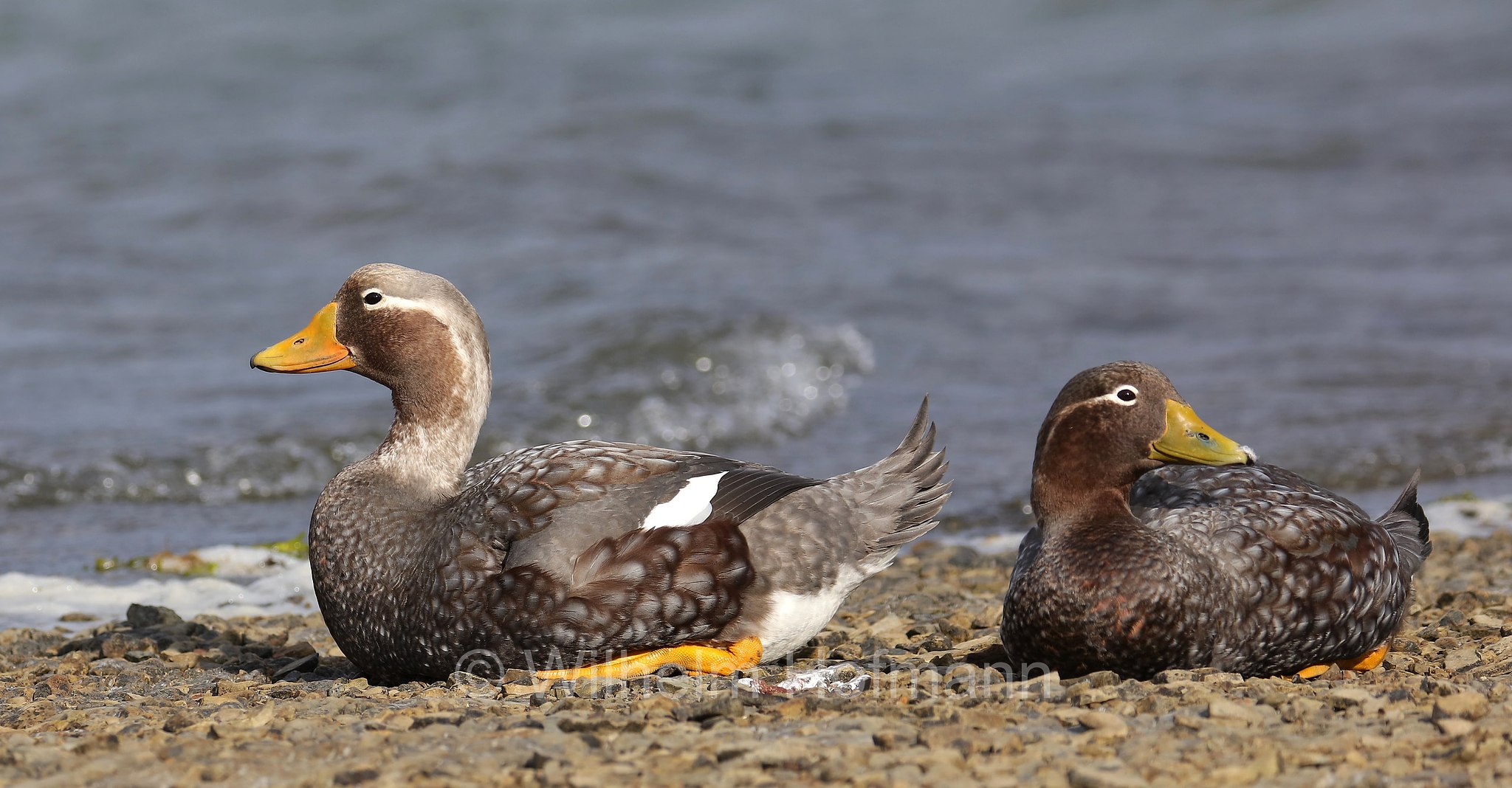 Falkland steamer duck, Falkland-Dampfschiffente, anatra vaporiera delle Falkland, Tachyeres brachypterus, East Falkland, Ostfalkland, Falkland Orientale, Isla Soledad, Falkland Islands, Falklandinseln, Isole Falkland