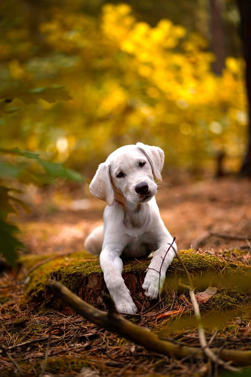 Tiere