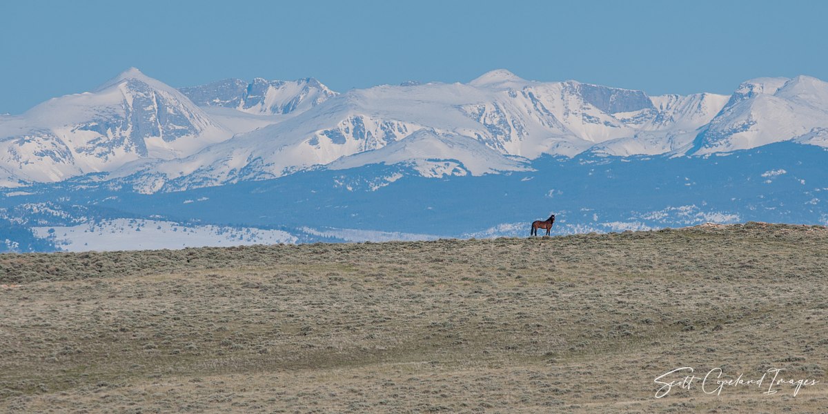 Lone-Stallion
