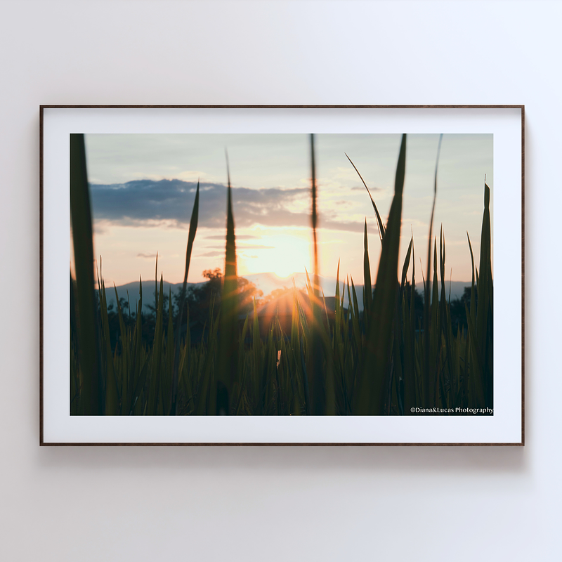 COLLECTION - GIANTS OF THE LAND HORIZONTAL - "Sun Burst" - LIMITED EDITION 10 of 10