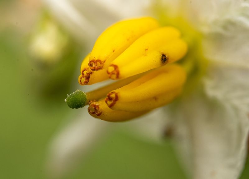 Pretty Flowers