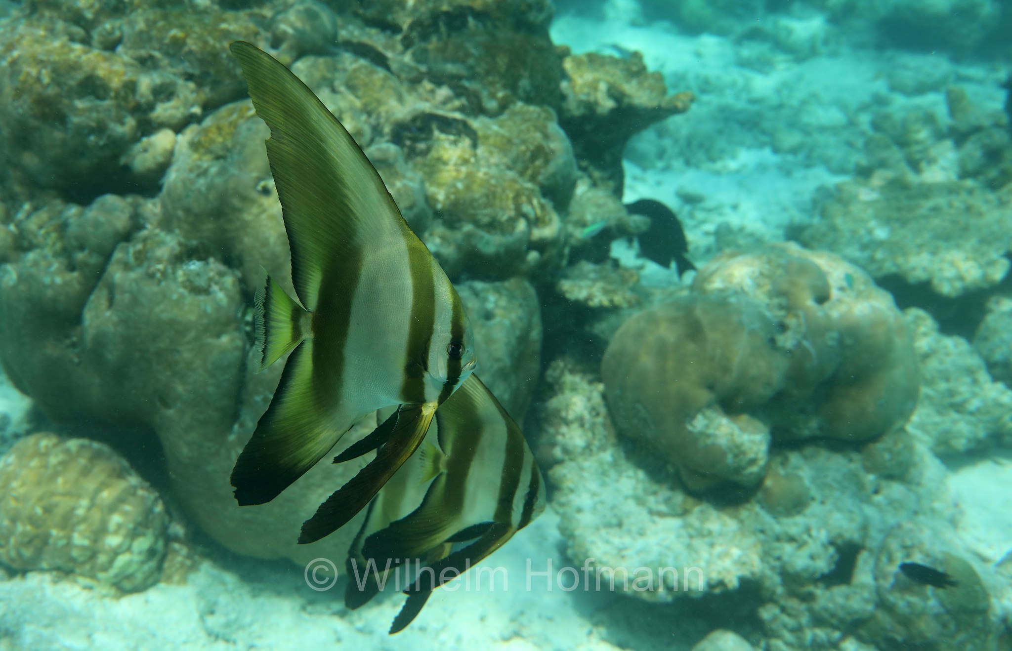 teira batfish, longfin batfish, longfin spadefish, round faced batfish, Langflossen-Fledermausfisch, pesce pipistrello pinna lunga, pesce pipistrello pinne alte, Platax teira, Malediven, Maldives, Maledive, fihalhohi island resort