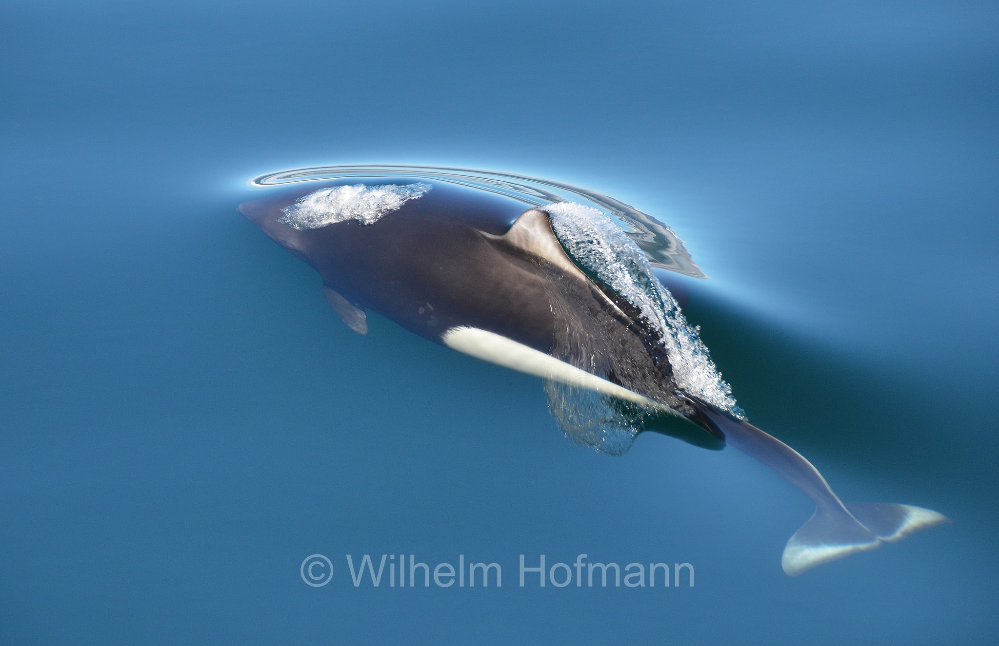 Phocoenoides dalli, Dall's Porpoise, Weißflankenschweinswal, Dall-Hafenschweinswal, focenoide, focena di Dall, Harris Bay, Kenai Fjords National Park, Kenai-Fjords-Nationalpark, Parco nazionale dei Fiordi di Kenai, Alaska, USA