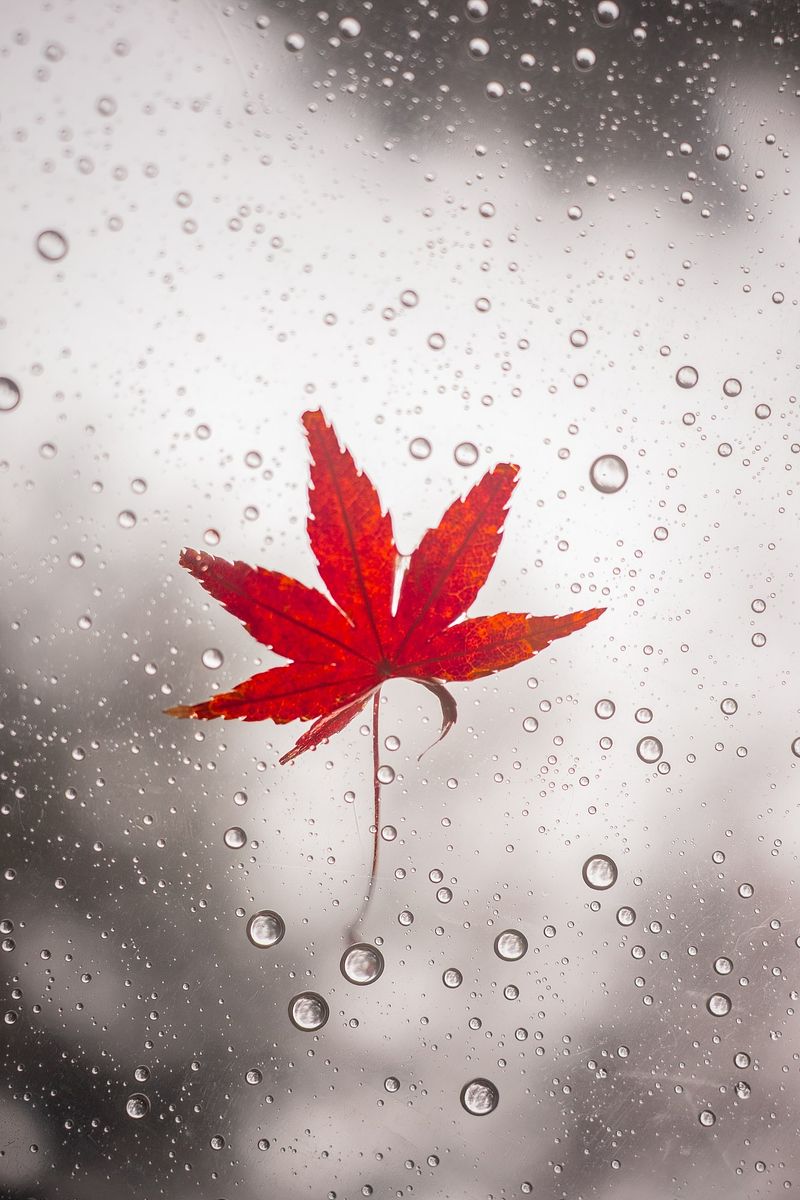 La feuille d'érable sous la pluie