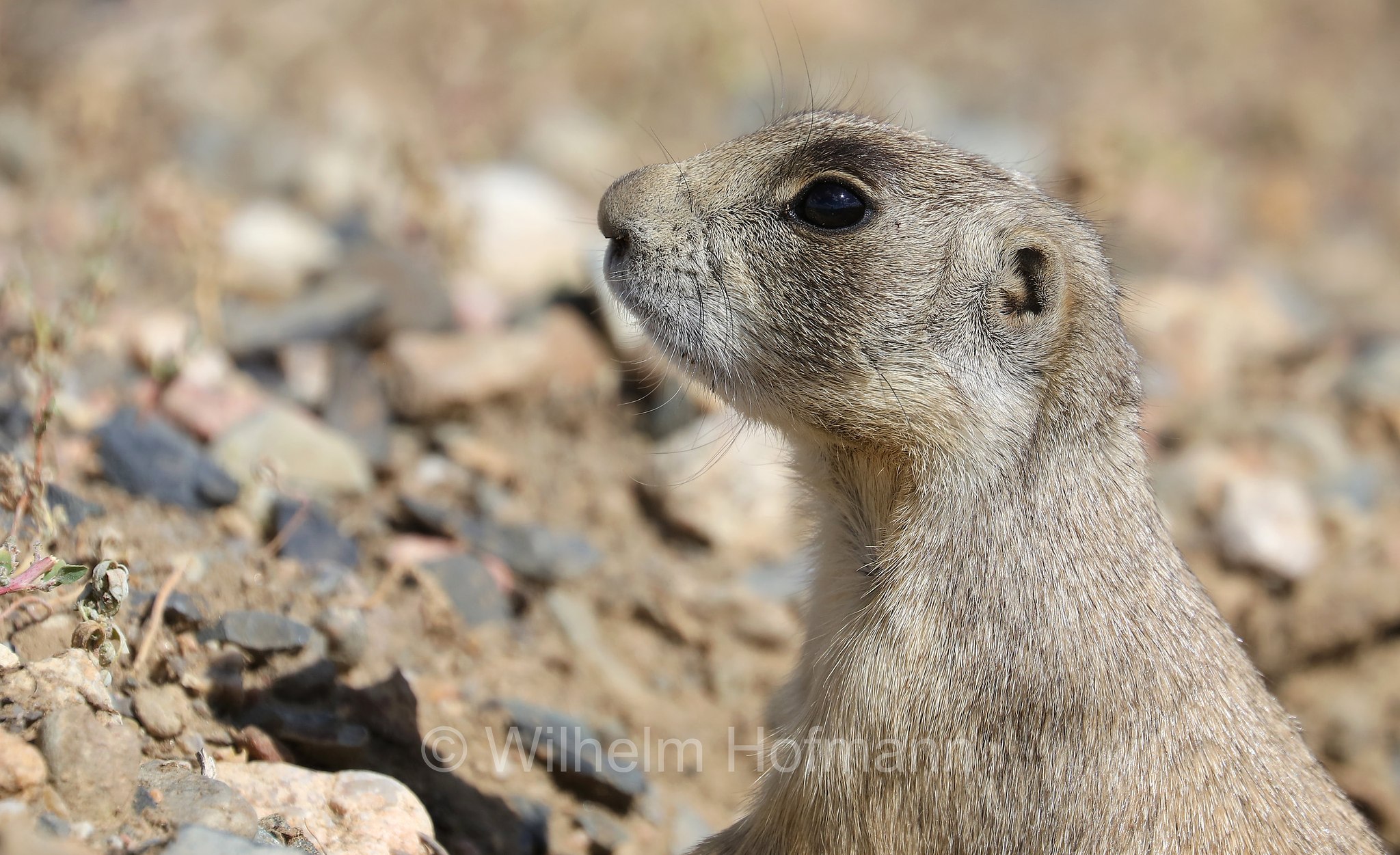 Cynomys leucurus, white-tailed prairie dog, Weißschwanz-Präriehund, cane della prateria dalla coda bianca, Arapaho National Wildlife Refuge, Colorado, USA