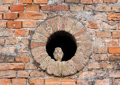 Athene noctua - Little owl