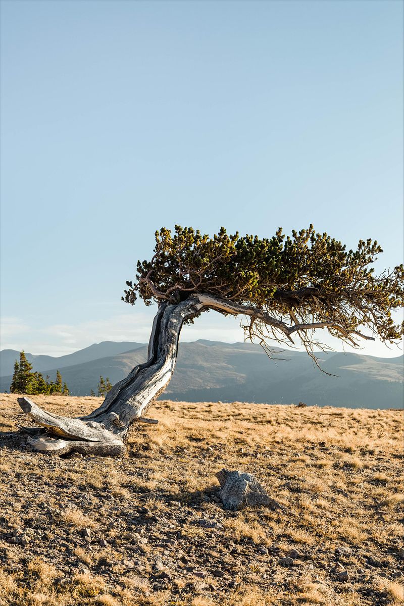 The Tree