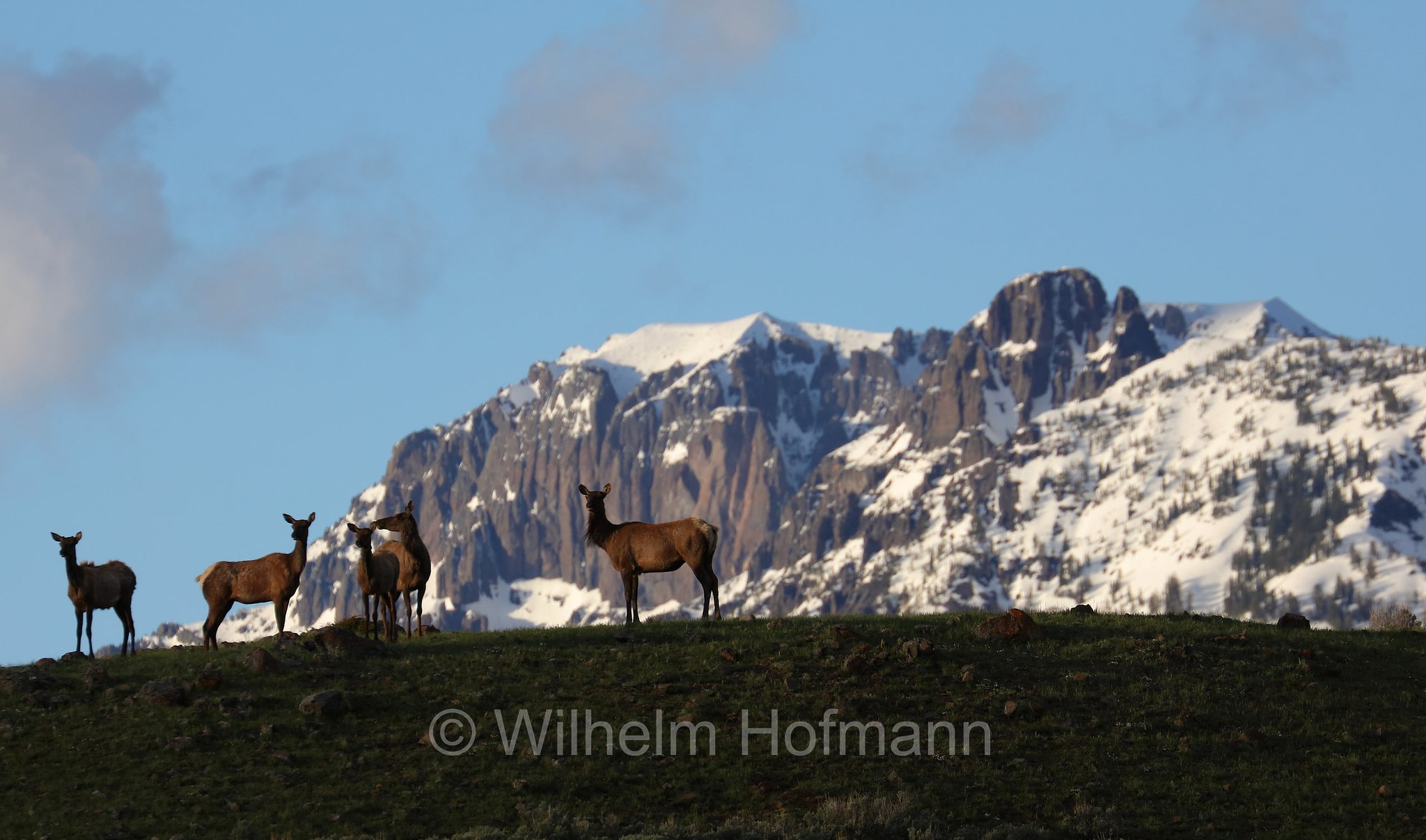 Cervus canadensis nelsoni, Rocky Mountain elk, Rocky-Mountain-Wapiti, wapiti delle Montagne Rocciose, Lamar Valley, Yellowstone National Park, Yellowstone-Nationalpark﻿, parco nazionale di Yellowstone, Wyoming, USA