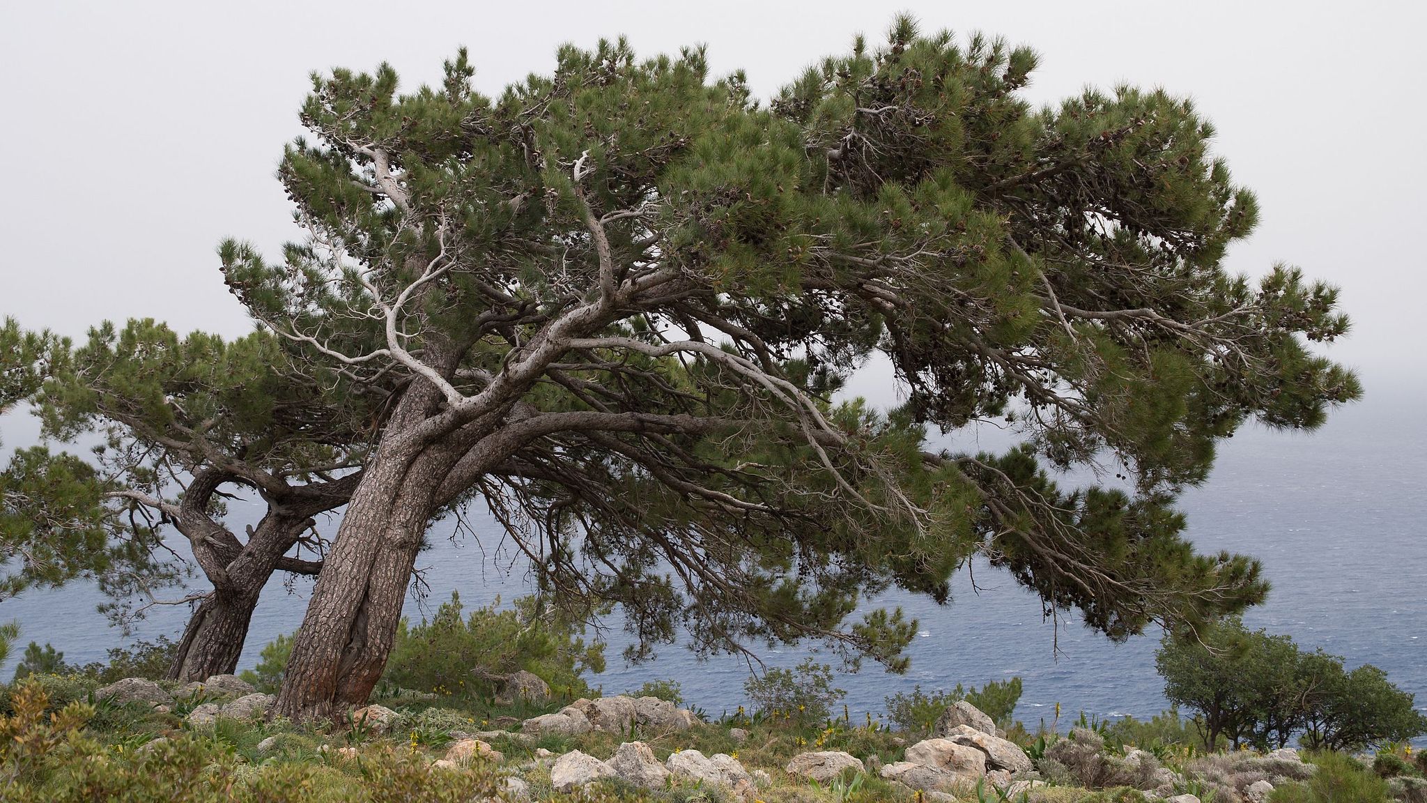 Frühling auf Kreta