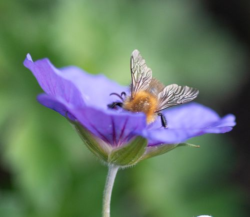 What's the buzz?
