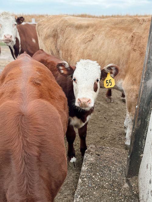 About Our Beef