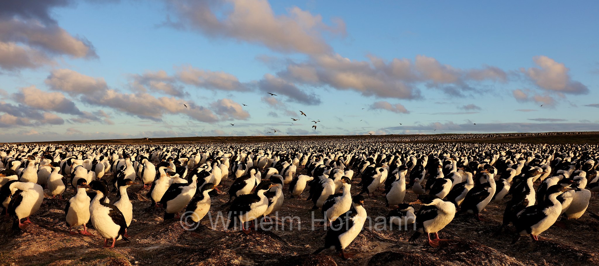 imperial shag, imperial cormorant, blue-eyed shag, blue-eyed cormorant, Blauaugenscharbe, Antarktischer Kormoran, cormorano imperiale, Leucocarbo atriceps, Bleaker Island, Isla María, Falkland Islands, Falklandinseln, Isole Falkland