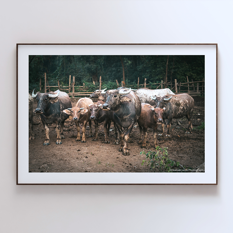 COLLECTION - GIANTS OF THE LAND HORIZONTAL - "All Eyes Forward" - LIMITED EDITION 9 of 10