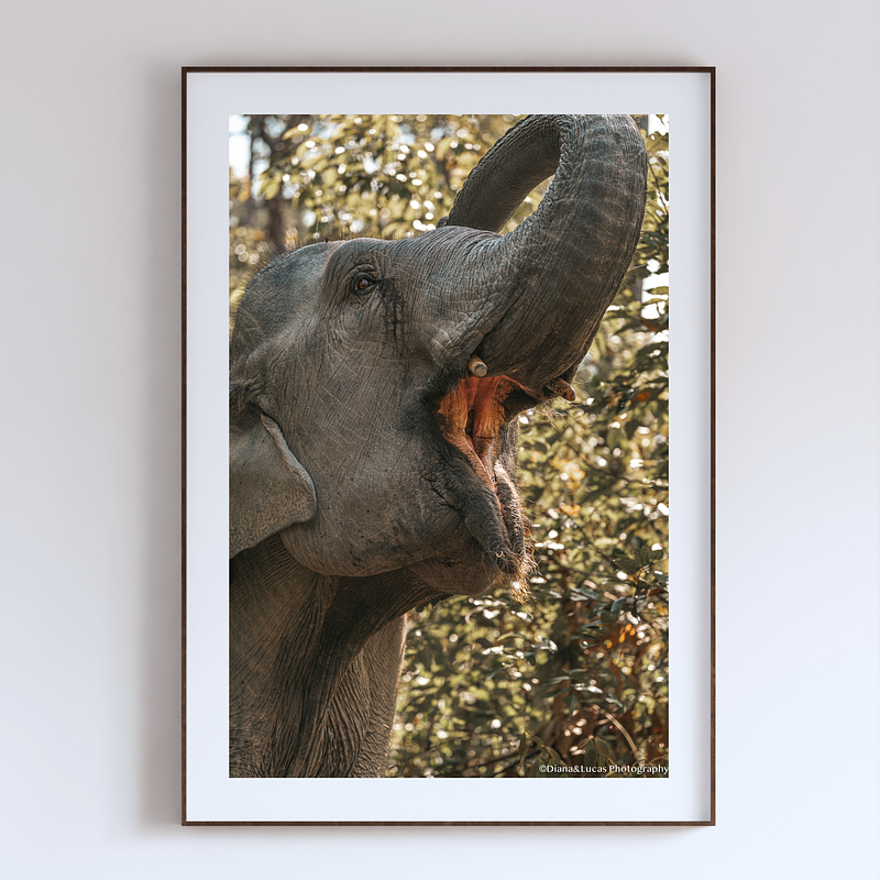 THE ONE - WILDLIFE & NATURE - "Lunchtime" - LIMITED EDITION 3 of 5