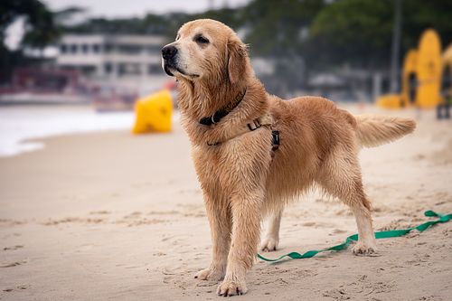 Hunde