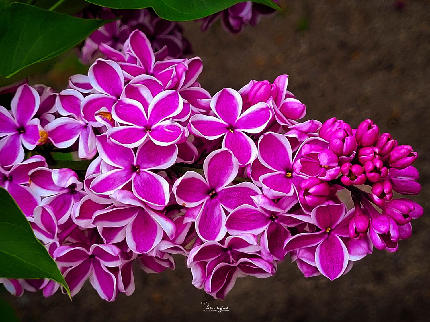 Patti's Nature Photography