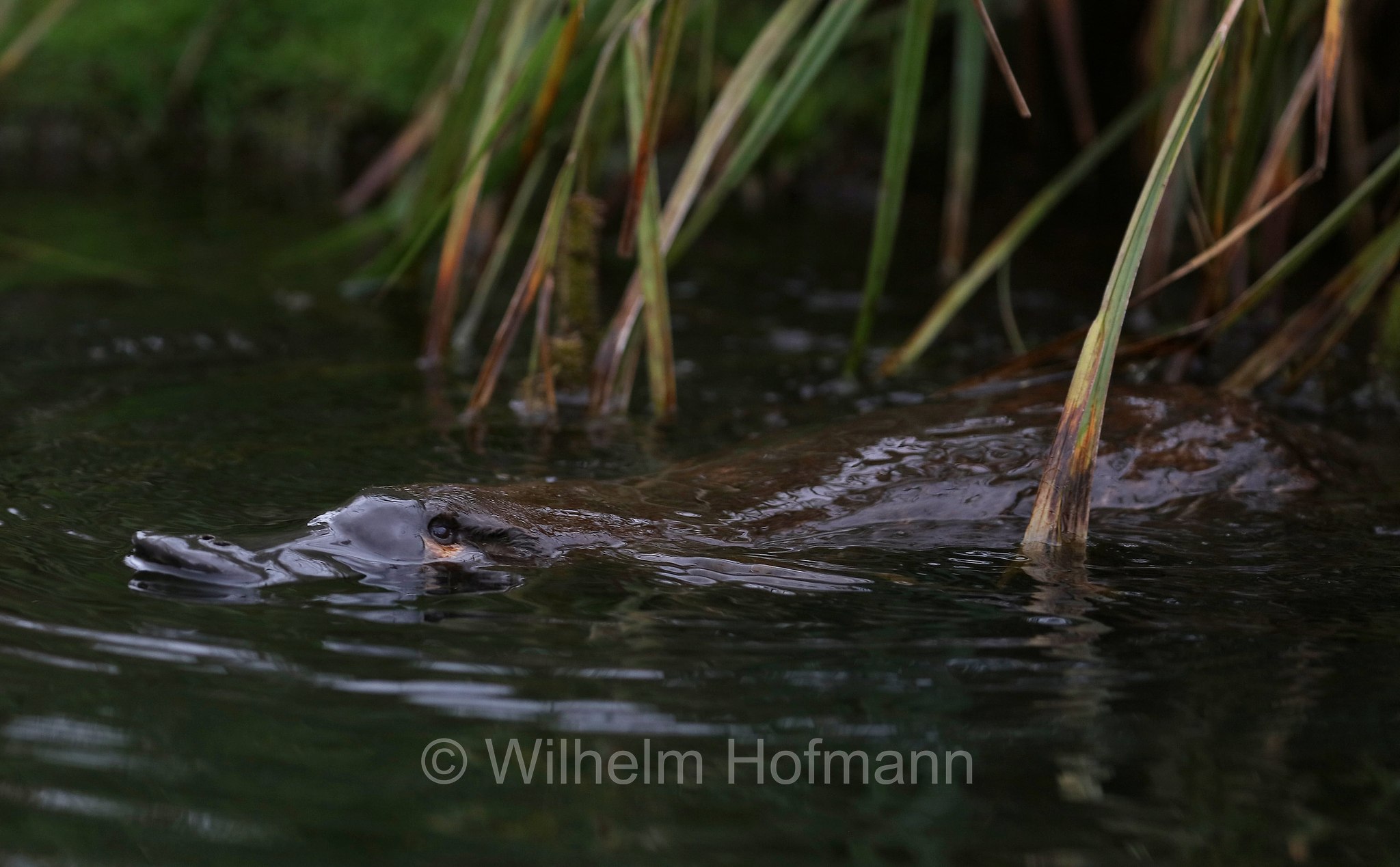 platypus, duck-billed platypus, Schnabeltier, ornitorinco, platipo, Ornithorhynchus anatinus, Tasmanian Arboretum, Tasmania, Tasmanien, Australia, Australien